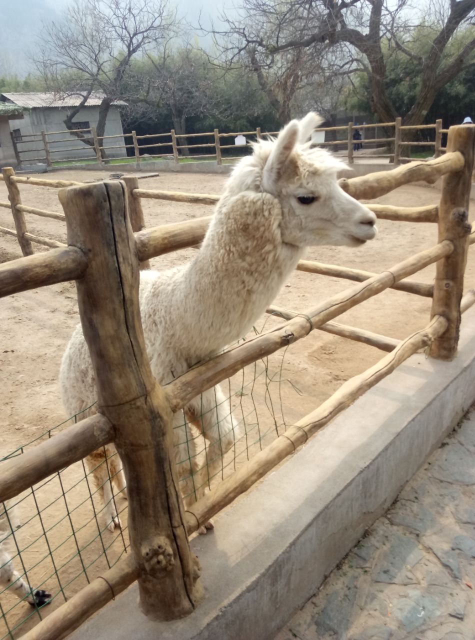 秦嶺野生動物園