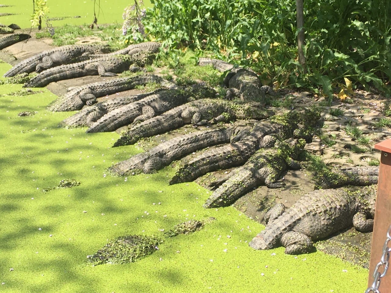 【携程攻略】宣城鳄鱼湖景点,非常震撼,最喜欢看鳄鱼了.