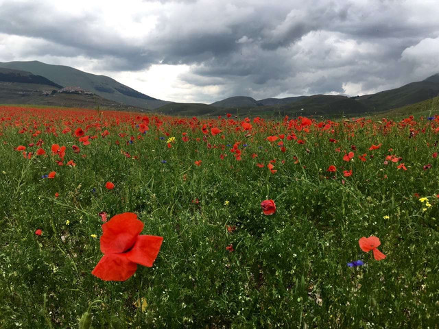 虞美人盛开的山坡 7月castelluccio Di Norcia亲子游 携程氢气球