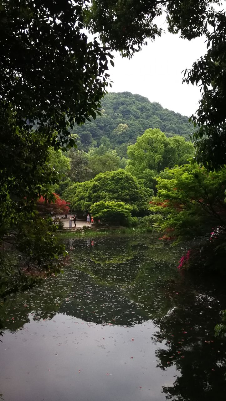 九溪煙村的路美茶園多,小溪水很歡快,層林盡染美