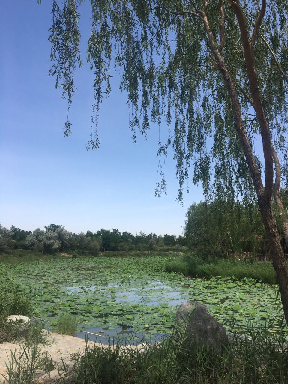 銀川鳴翠湖國家溼地公園