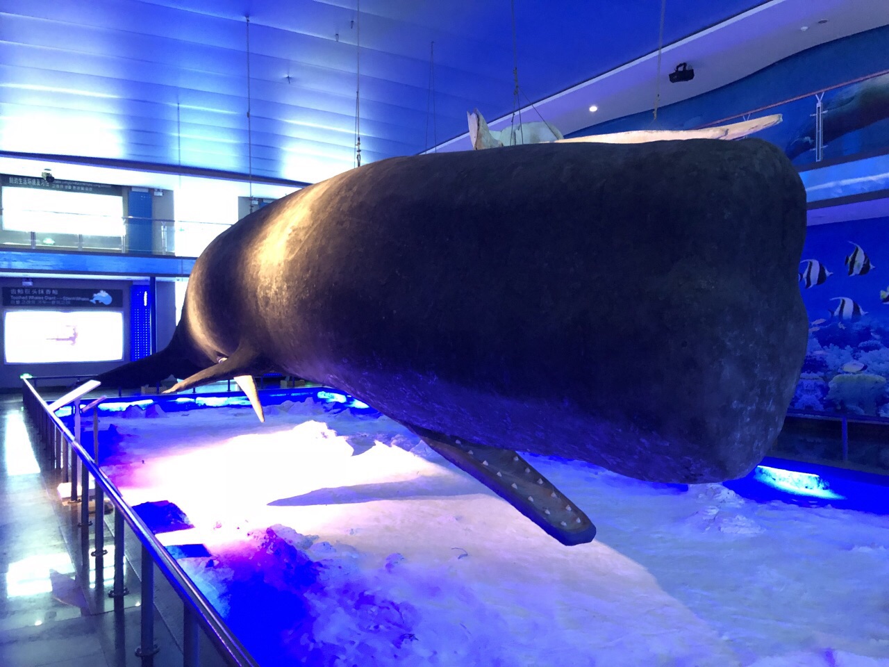 日本国立自然科学博物馆展出抹香鲸标本 长约13.77米-新闻频道-和讯网