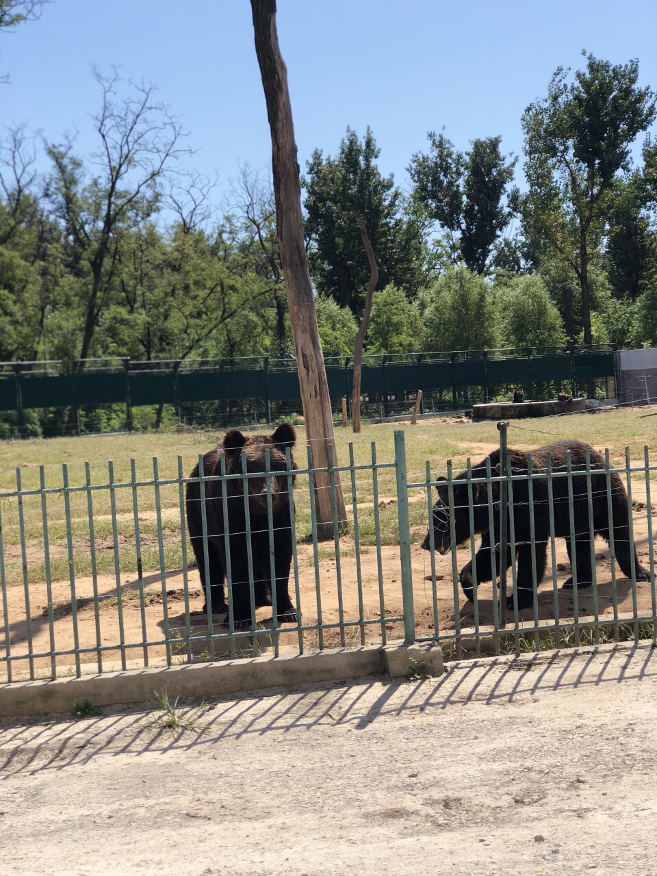 野生動物園了,可是我咋覺得真的很一般,還沒有我們天津動物園的動物