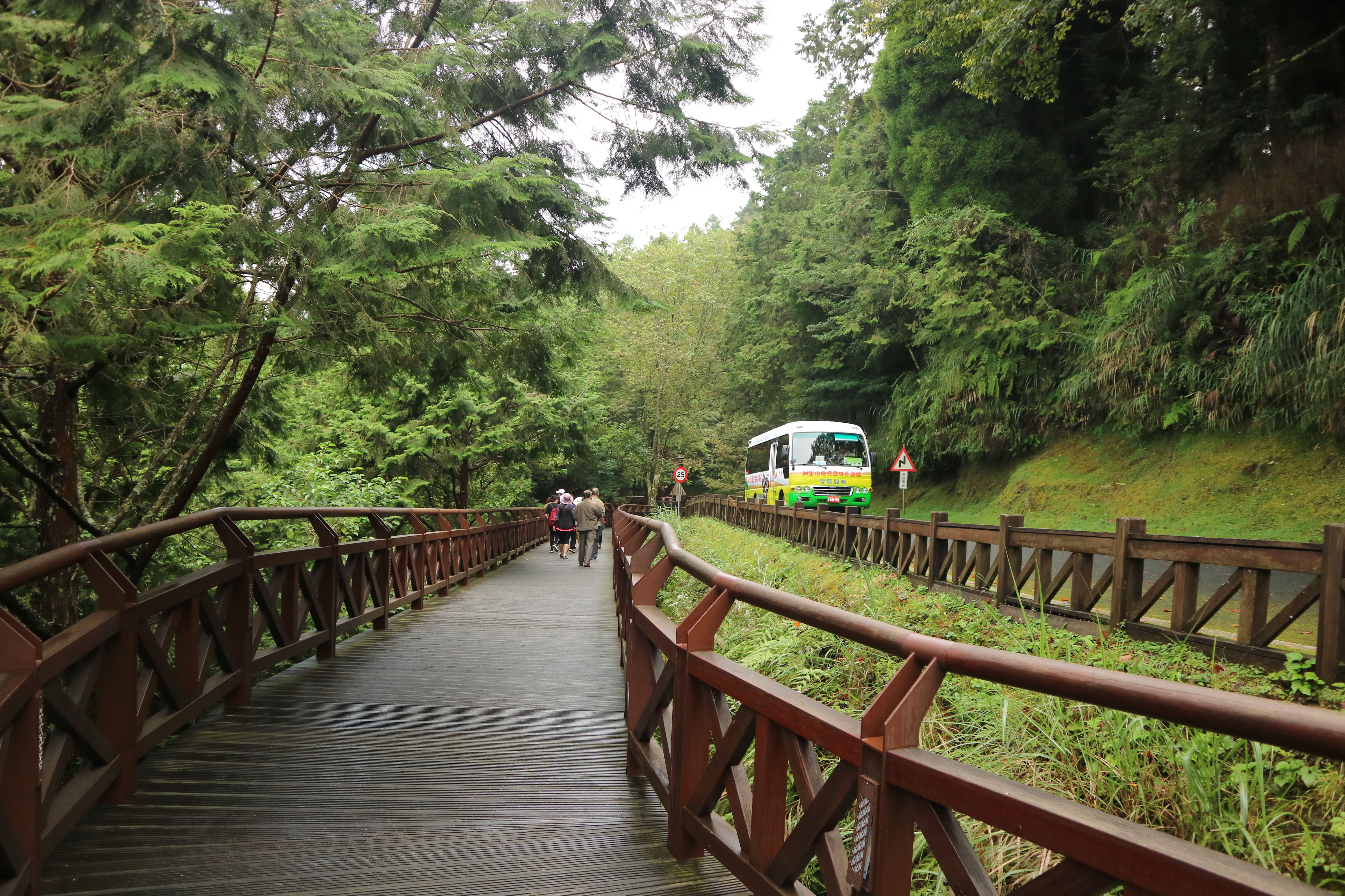 阿里山巨木群栈道图片