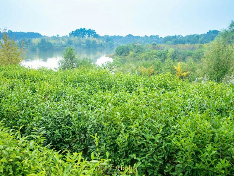 信阳南湾湖茶岛游玩攻略