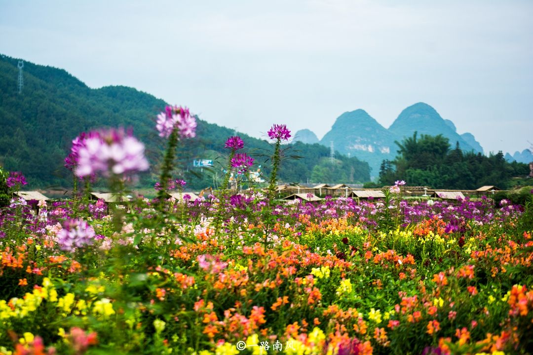 黄姚仙女湖花海