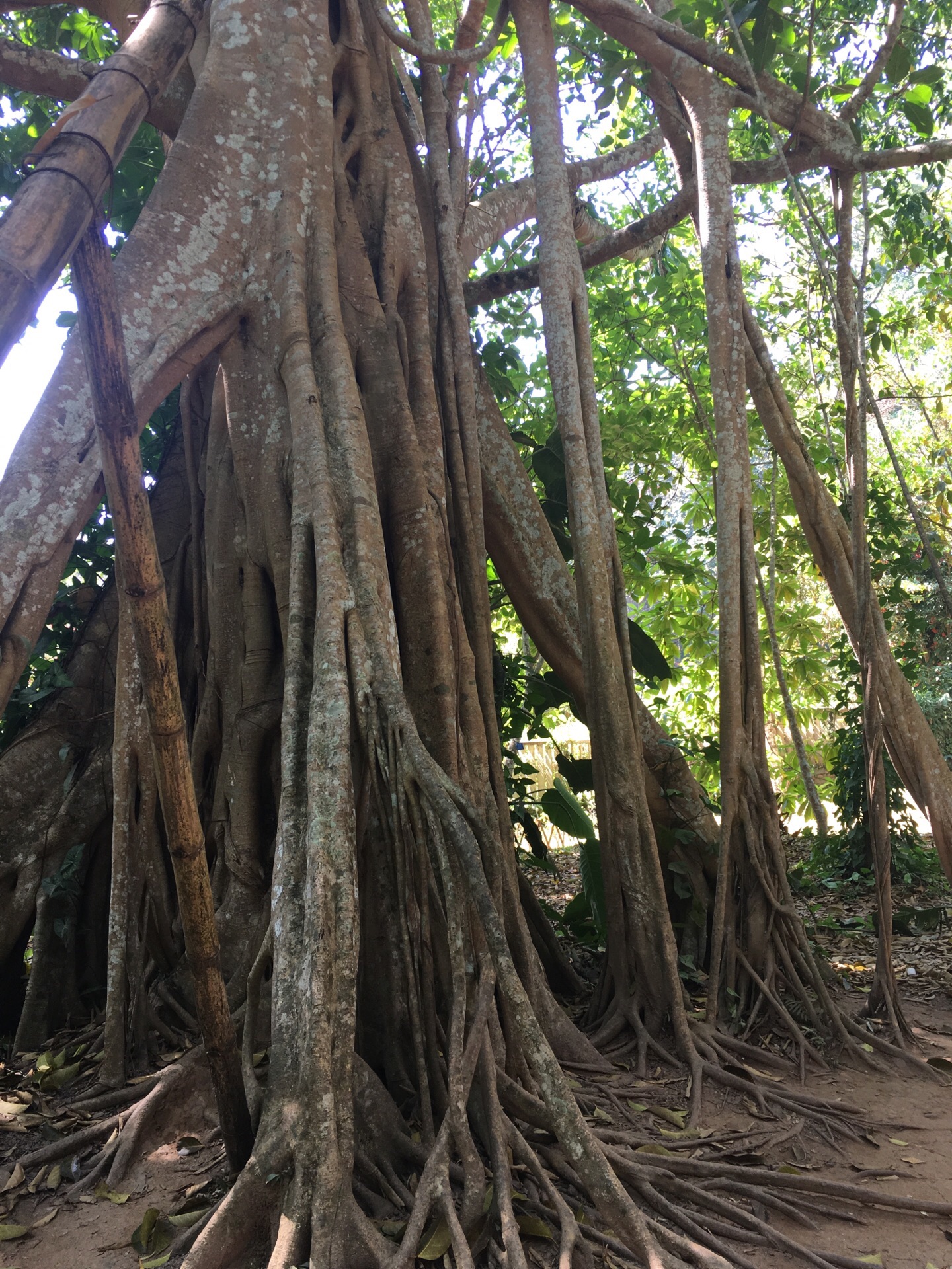 2019中科院西雙版納熱帶植物園_旅遊攻略_門票_地址_遊記點評