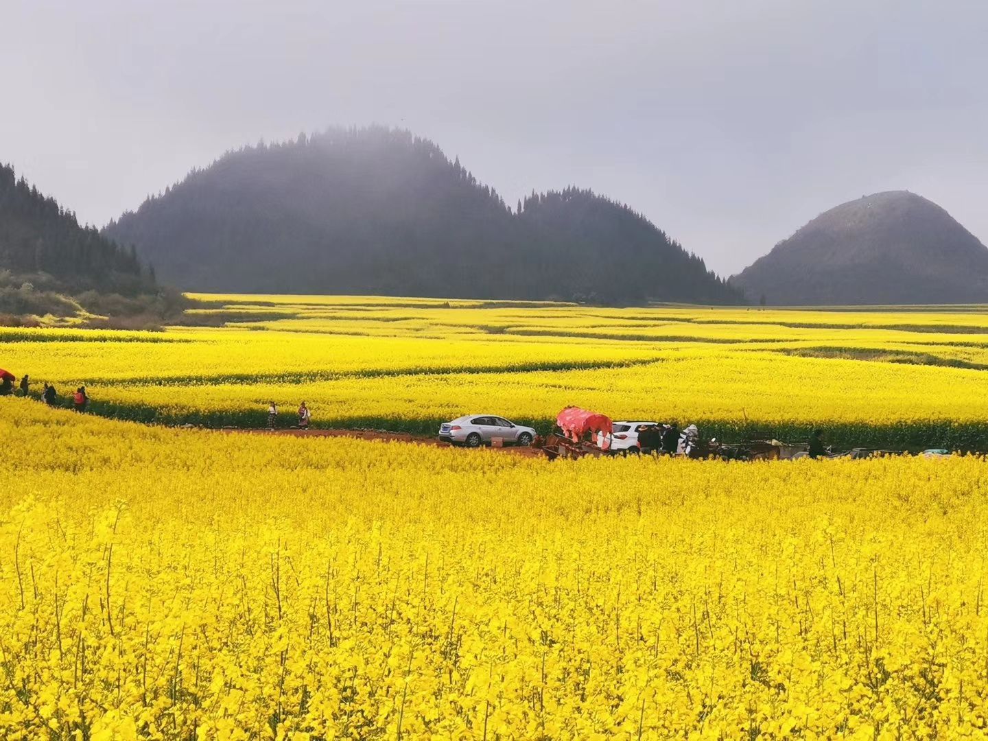 中国天府农业博览园的彩色油菜花 （之五）-中关村在线摄影论坛
