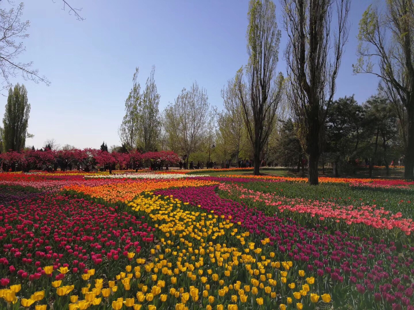 北京植物园春色图片素材-编号04556572-图行天下