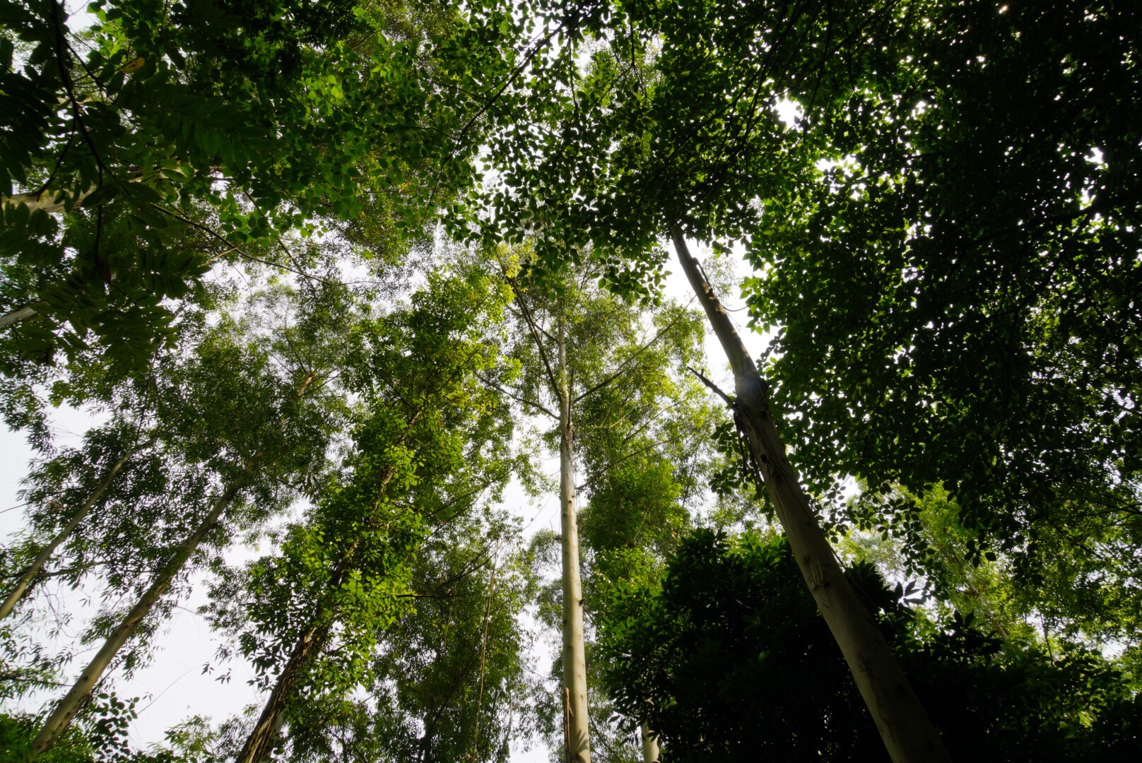 2020朴宝园-旅游攻略-门票-地址-问答-游记点评,新津旅游旅游景点推荐