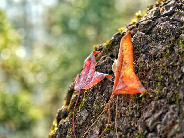 大会岭红枫古道