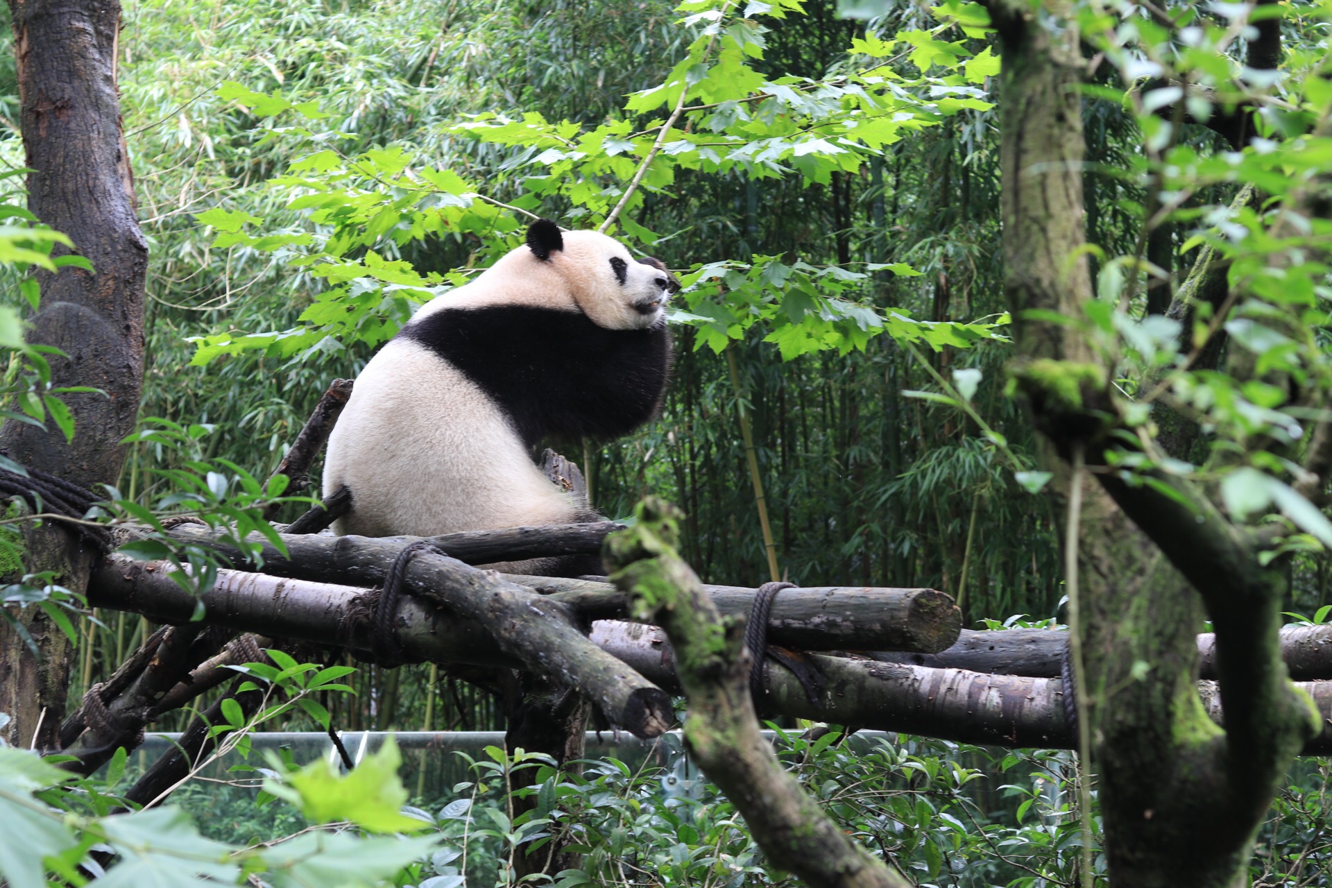 2024都江堰中华大熊猫苑(原熊猫乐园)游玩攻略,...熊猫，这里的熊猫虽然并不...【去哪儿攻略】
