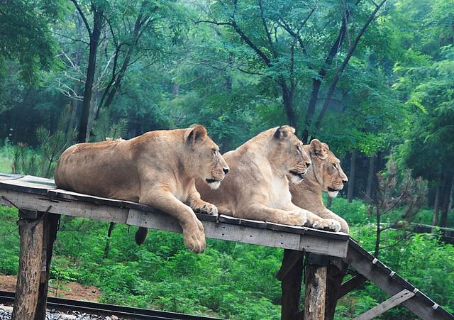 秦皇岛野生动物园