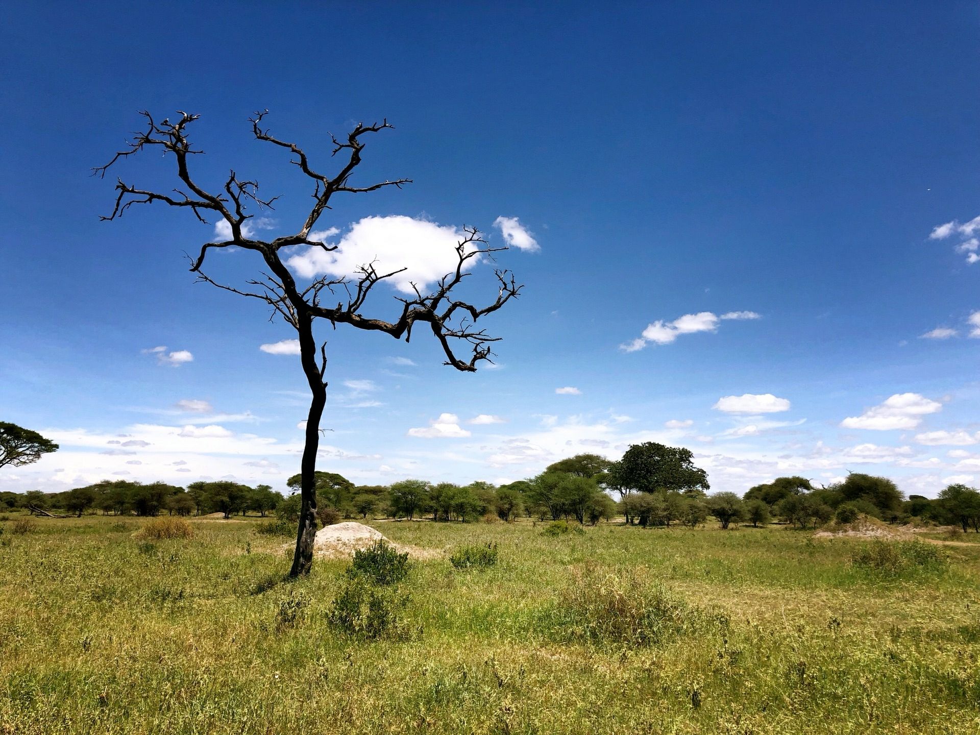 阿鲁沙国家公园