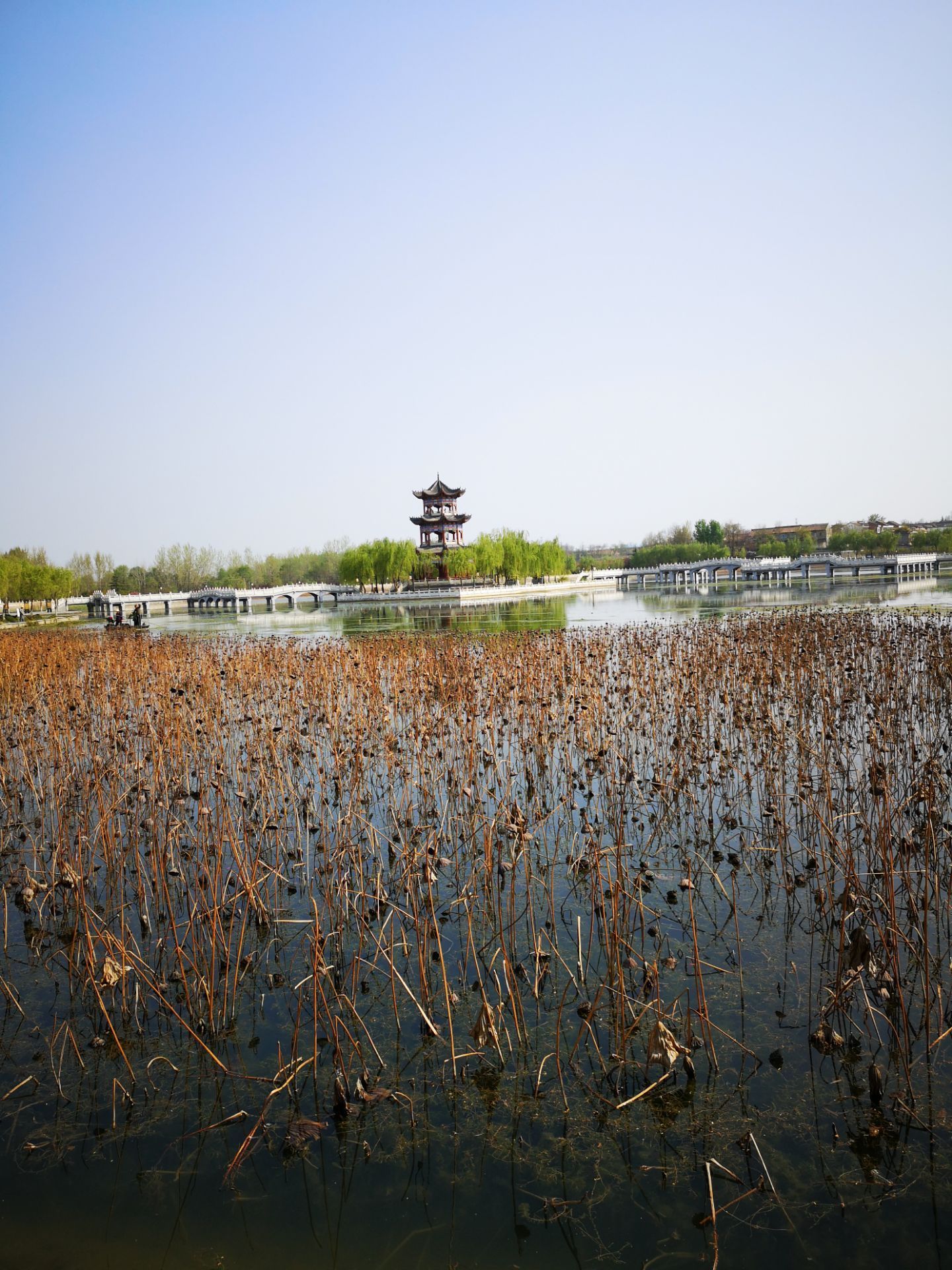 曲周凤鸣湖湿地公园图片