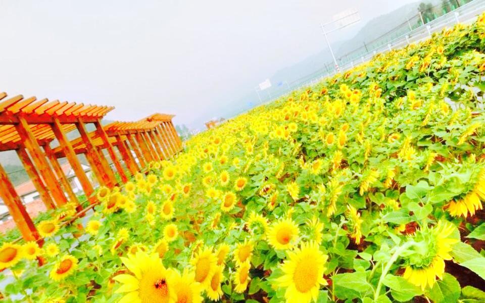 宋庄向日葵园 5.0分  点评 直线距离565m