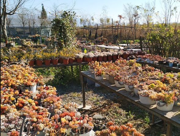 木石多肉庄园 公园乐园 植物园 距景点872m