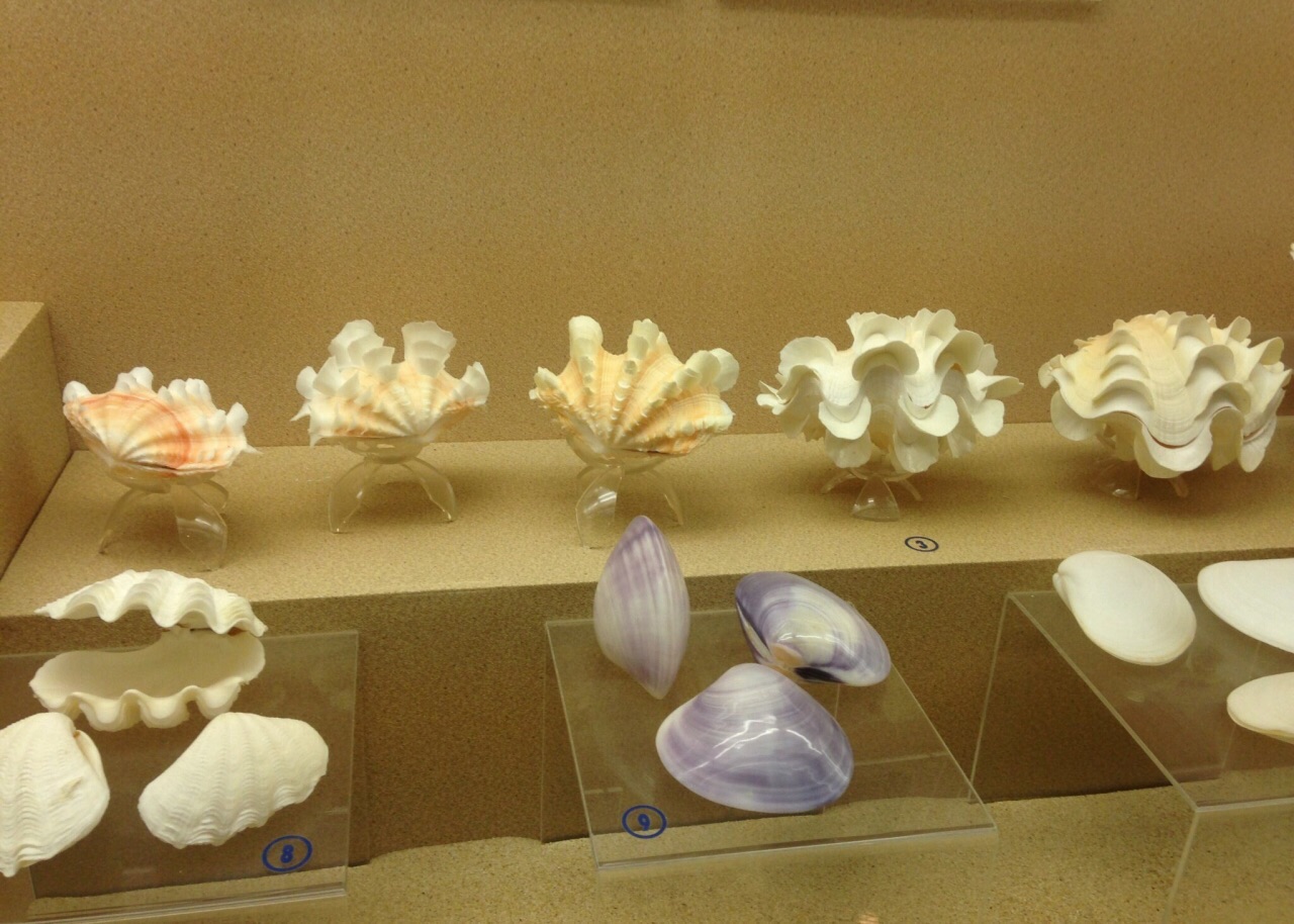 普吉贝壳博物馆