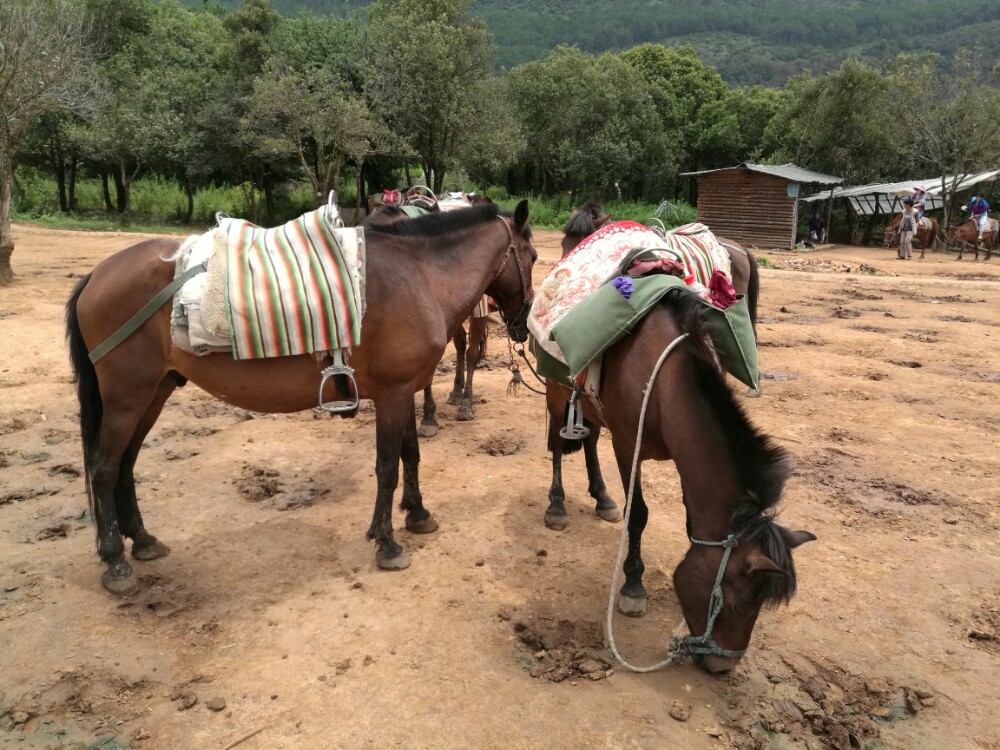 茶馬古道安中馬場