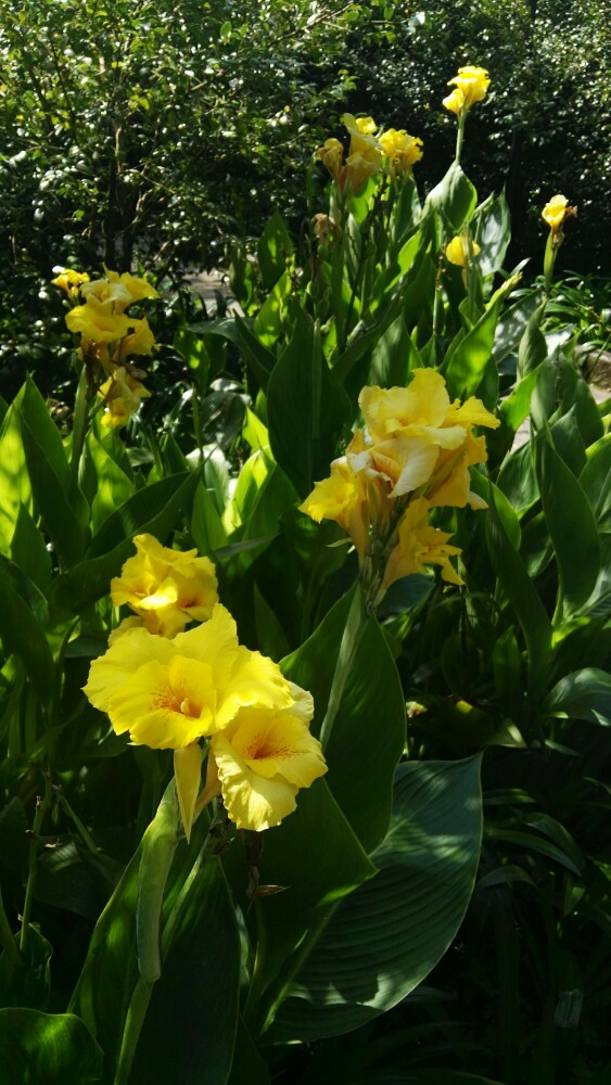 高黎貢山植物園