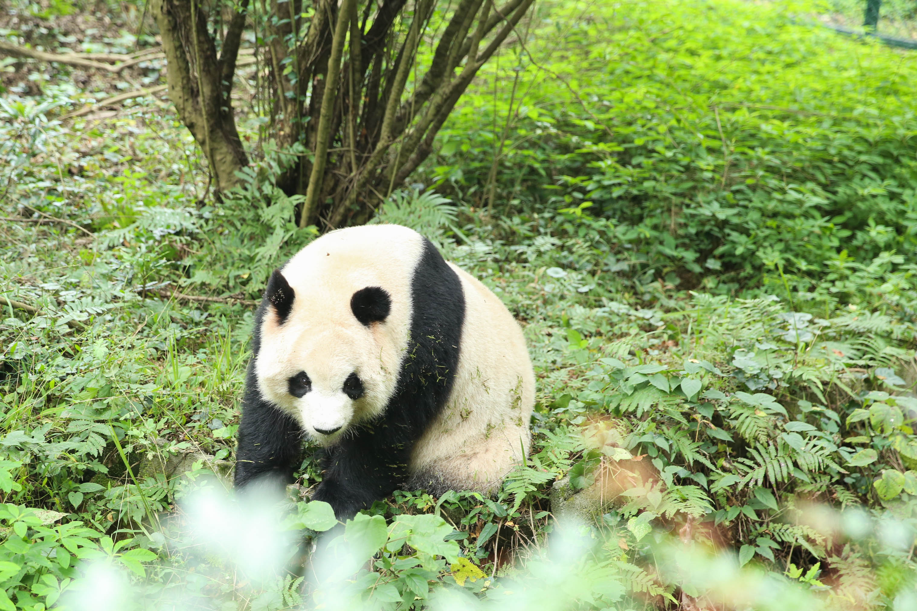 成都大熊猫繁育研究基地