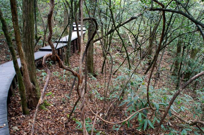 鸡公山原始森林位于咸丰县坪坝营原始生态旅游区.