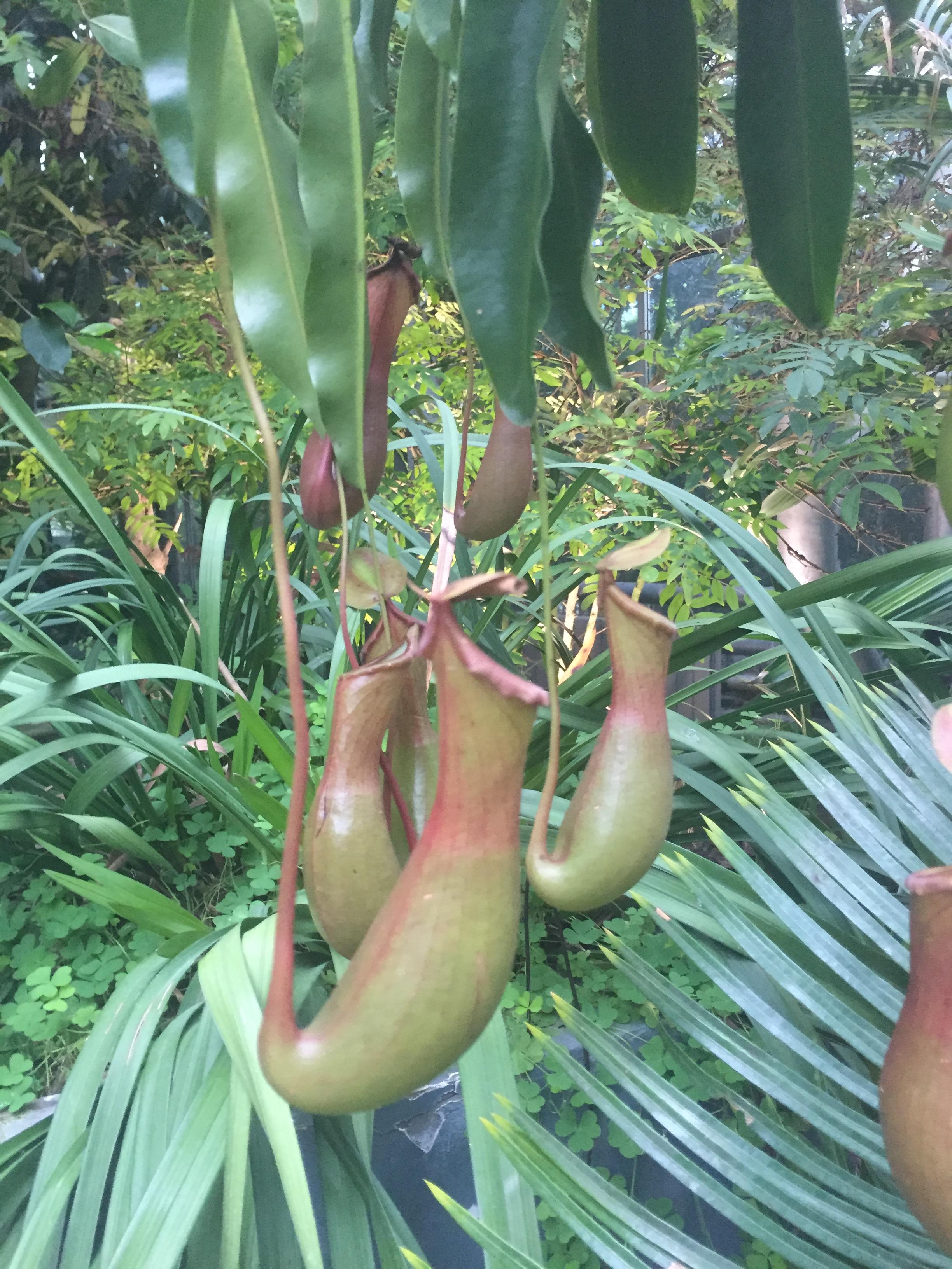 南山植物園