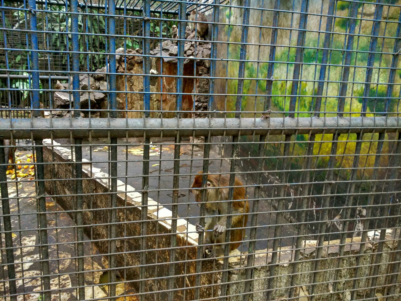 马尼拉动植物园图片