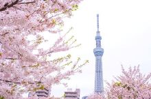 今年樱花季去东京不仅当花痴，还要做老饕！