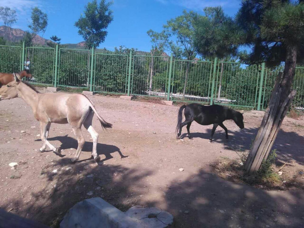 呼和浩特大青山野生動物園好玩嗎,呼和浩特大青山野生動物園景點怎麼