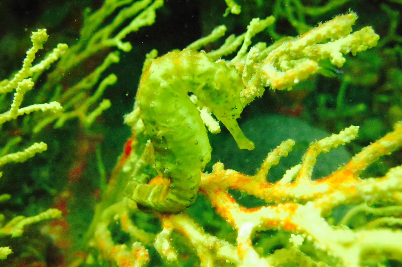 scuba cat diving - soi watanna shop and classrooms