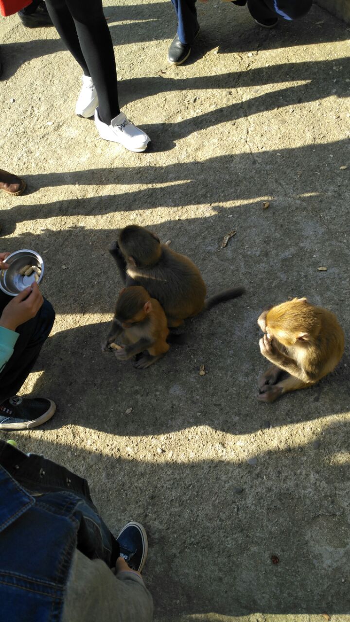 2024大围山国家森林公园游玩攻略,.着我们走到了荒山野岭差点.