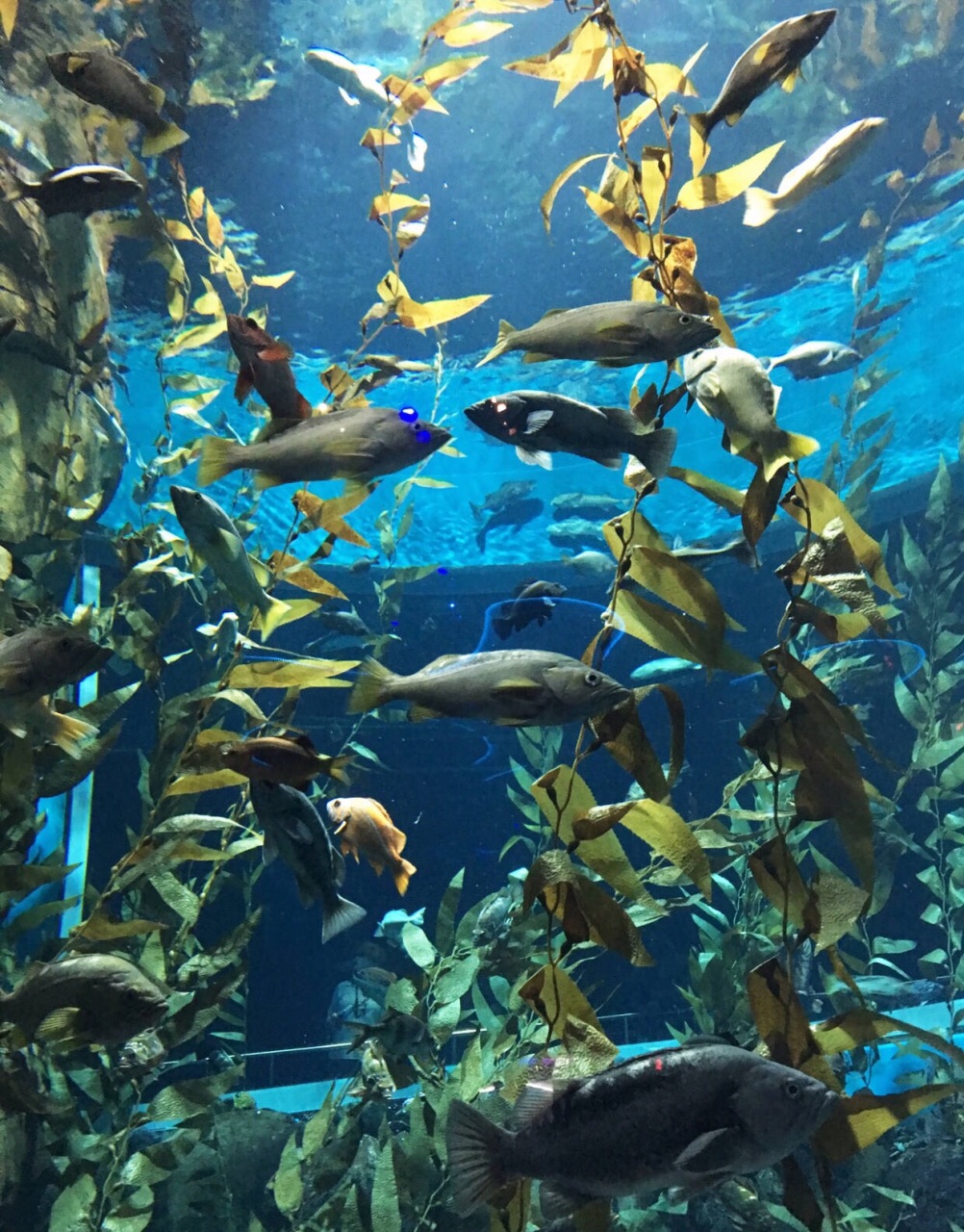 瑞普利水族馆图片