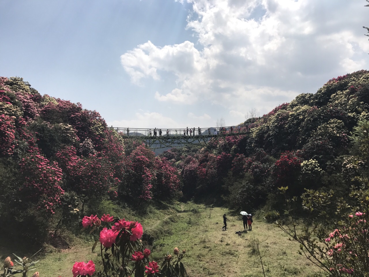 2019百里杜鹃风景区_旅游攻略_门票_地址_游记点评,毕节旅游景点推荐