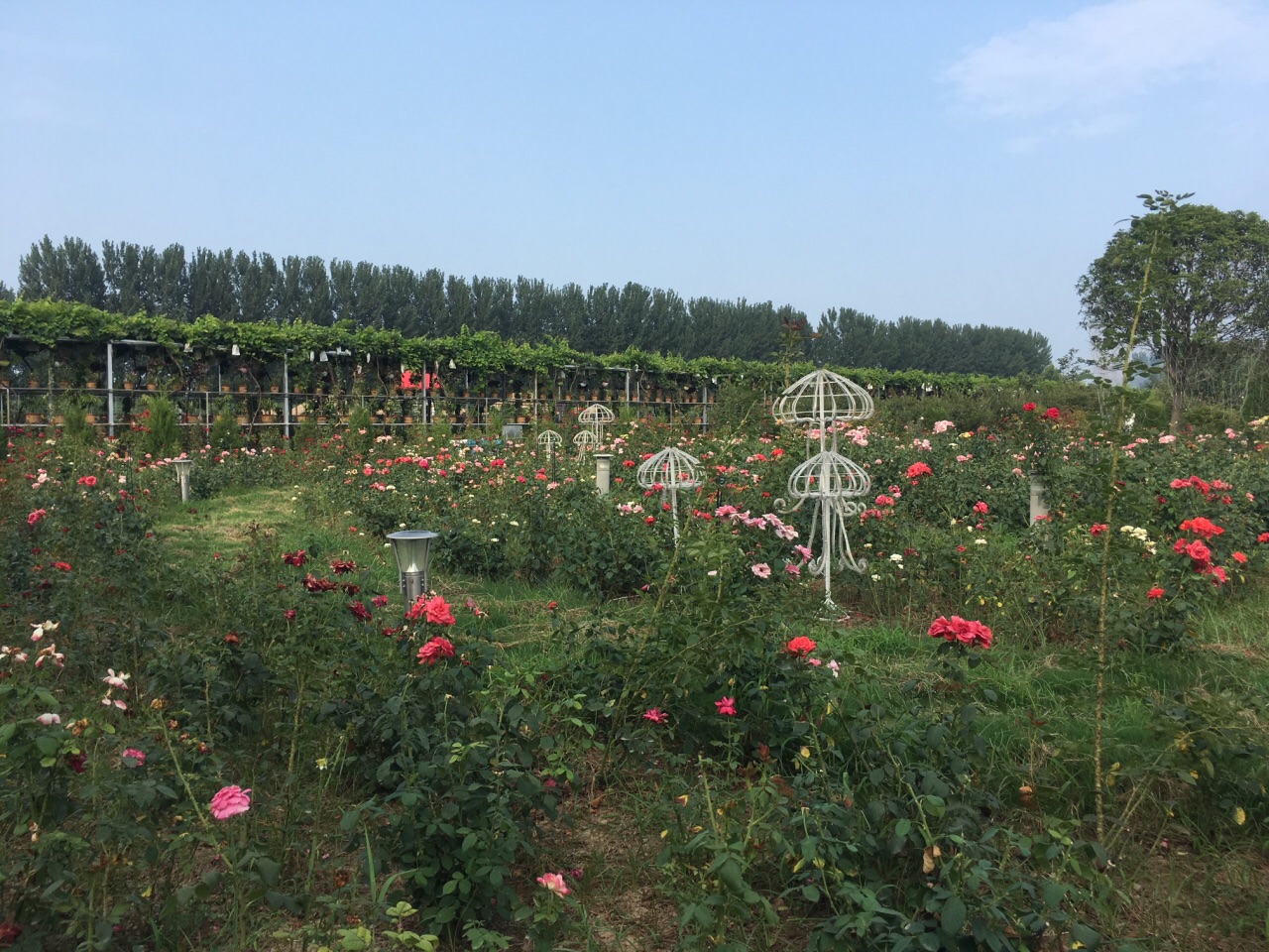 鄢陵金雨玫瑰庄园图片