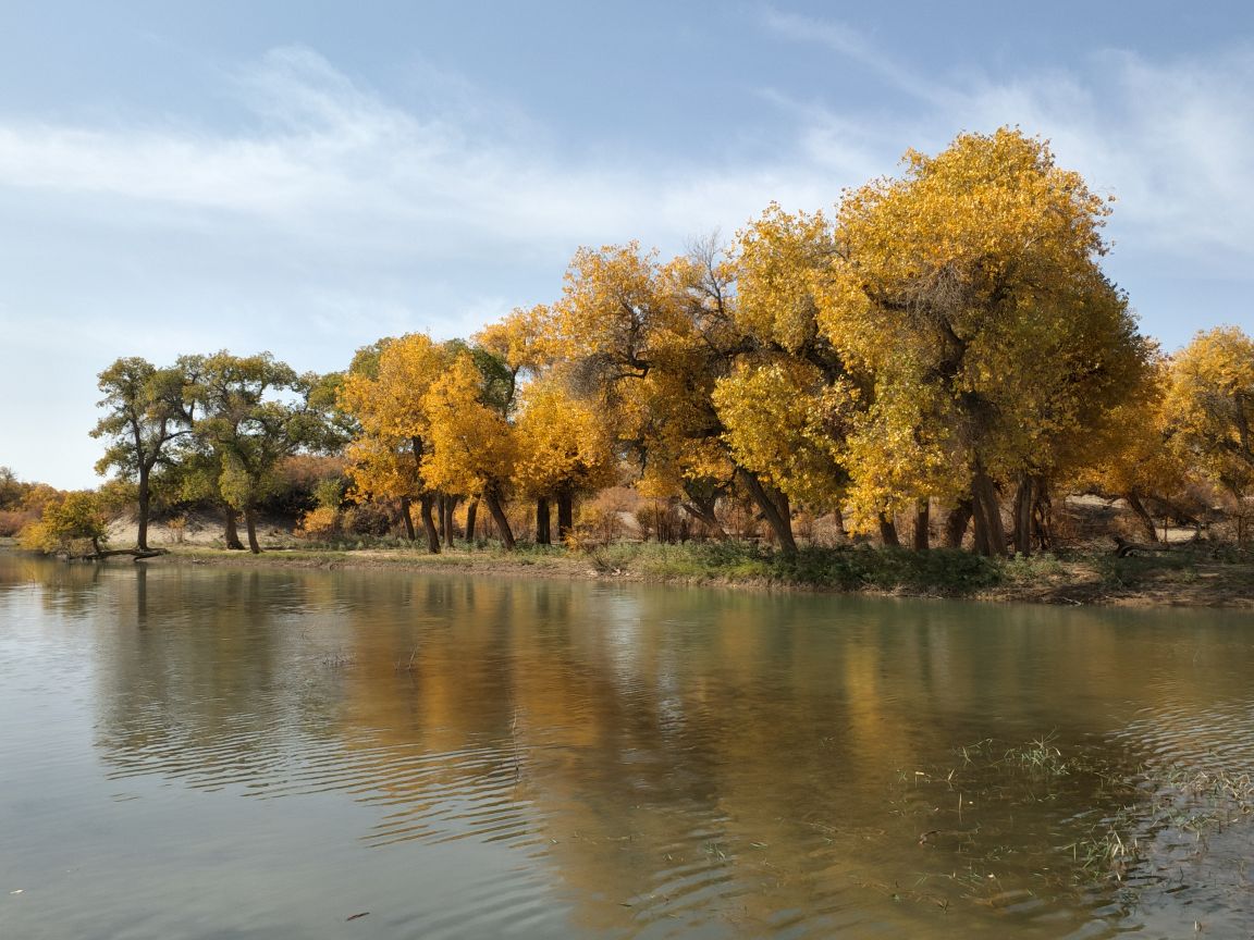 【携程攻略】额济纳旗二道桥景点,额济纳胡杨林最美的一处,因为有水