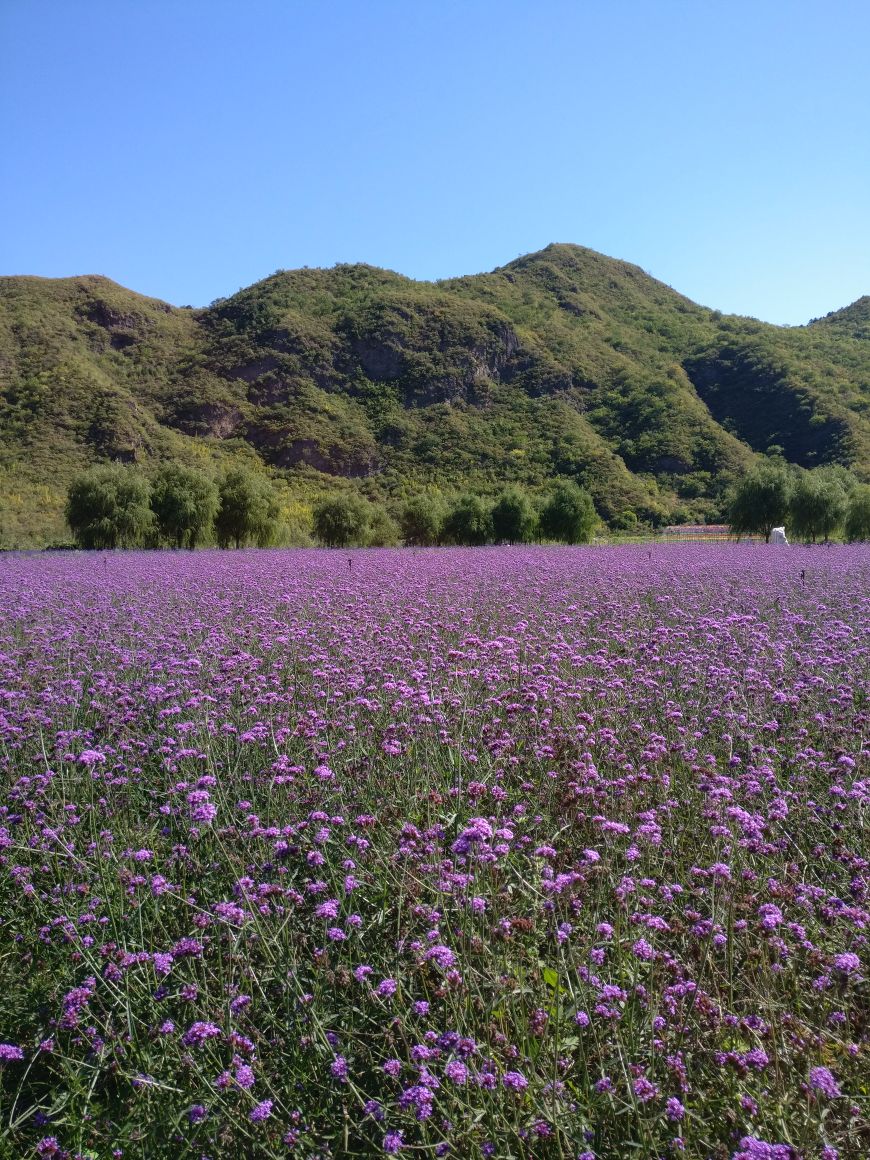 密云人间花海薰衣草庄园