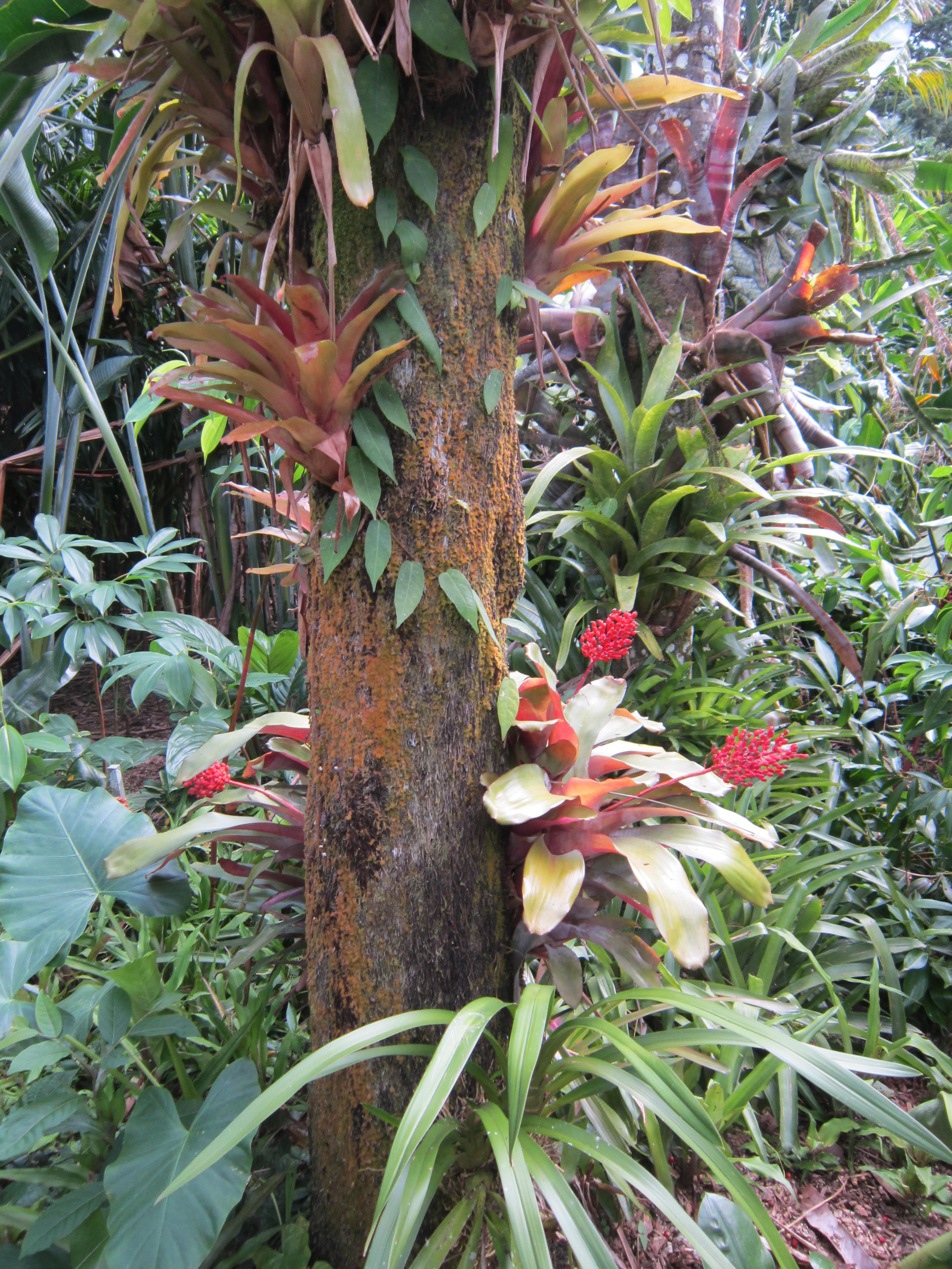 澳大利亚珍稀植物图片
