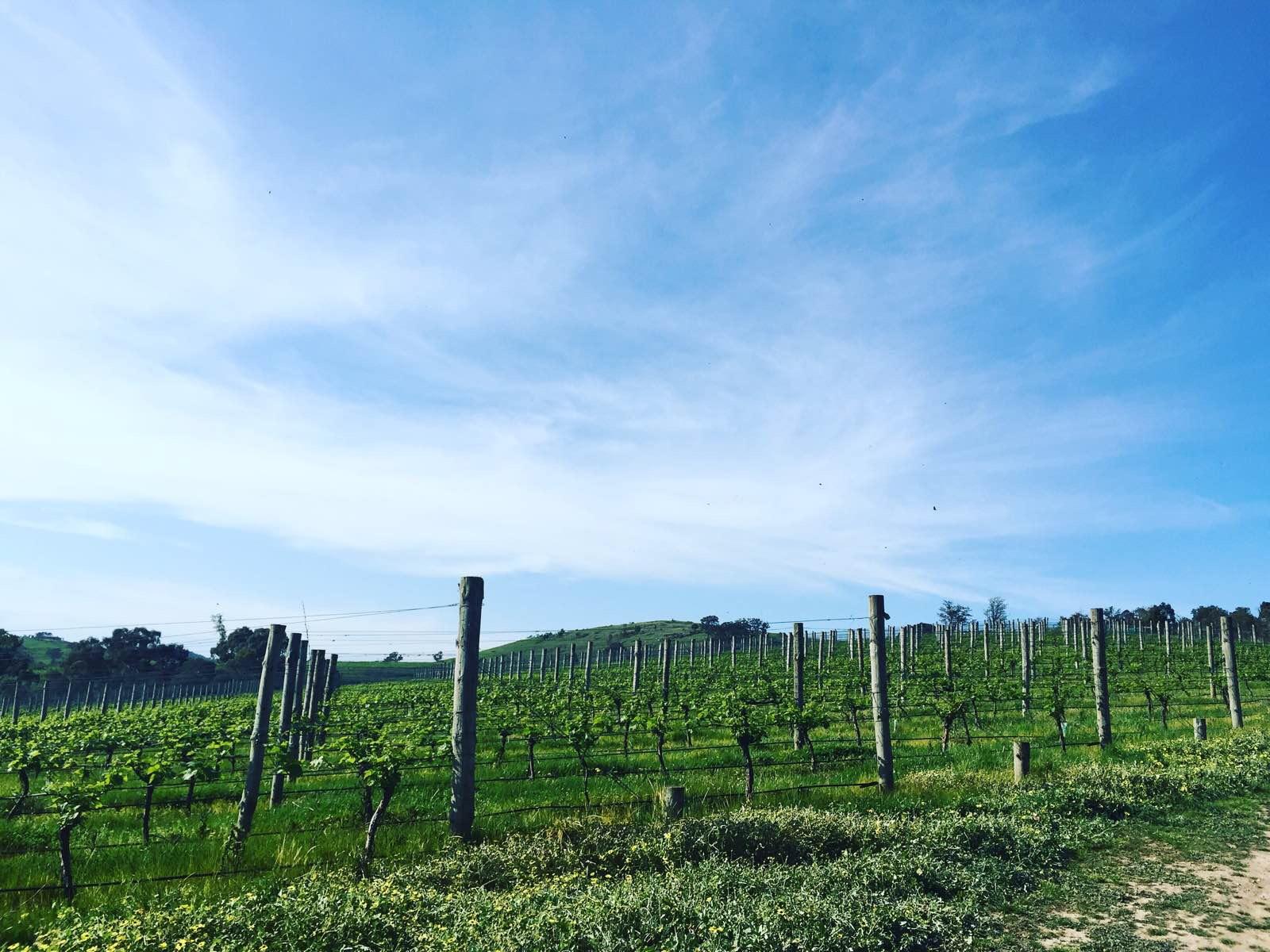 [纯纯干货]布里斯班必备交通攻略(机场+市区)