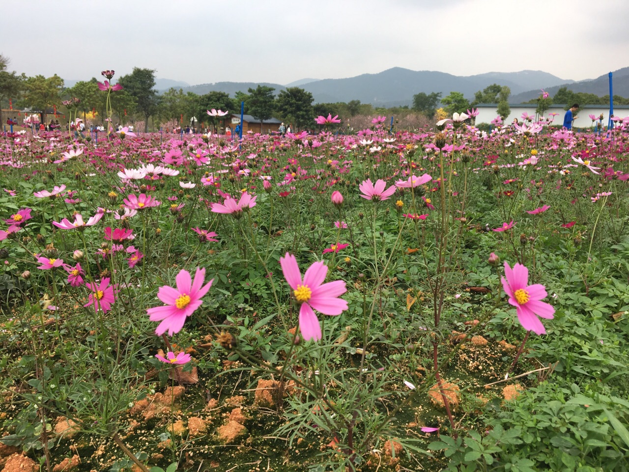 【攜程攻略】從化區天適櫻花悠樂園好玩嗎,從化區天適櫻花悠樂園景點