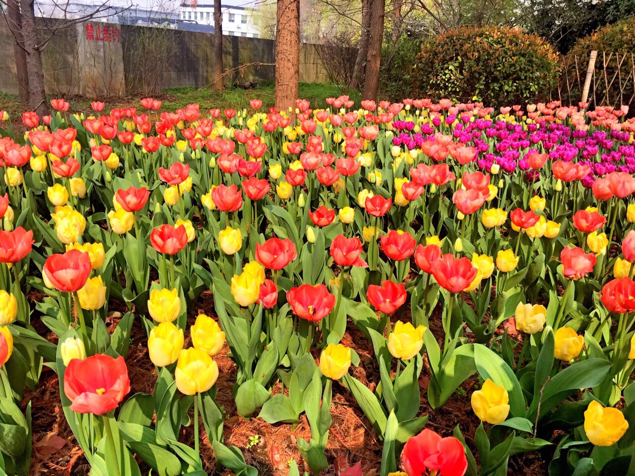 2019上海植物園_旅遊攻略_門票_地址_遊記點評,上海旅遊景點推薦 - 去