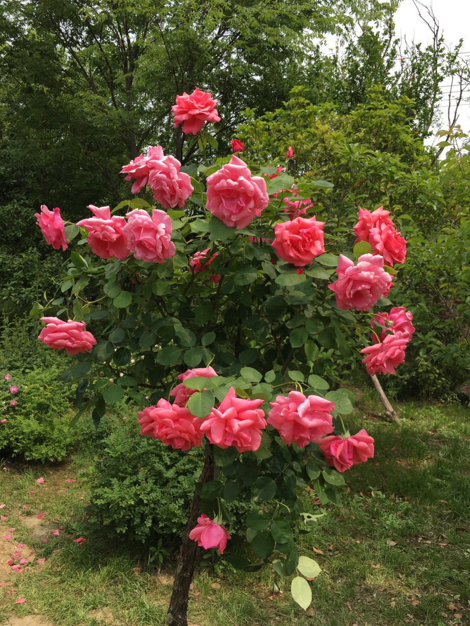 公園整體環境可以,和南青蕩連在一起,園子不大,1小時走完,玫瑰花很多