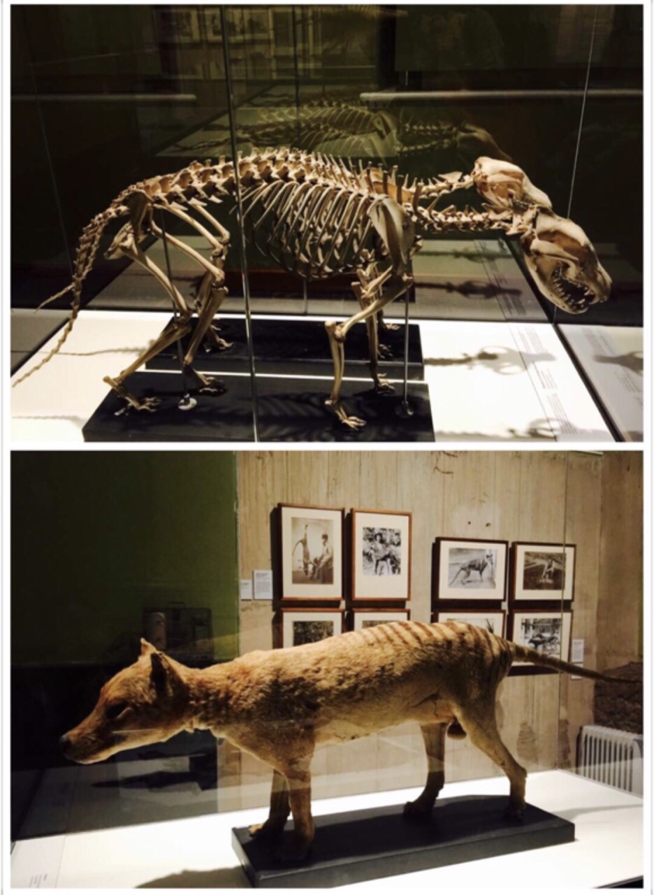 2020塔斯马尼亚博物和艺术馆游玩攻略,art gallery,就在港口边,博.