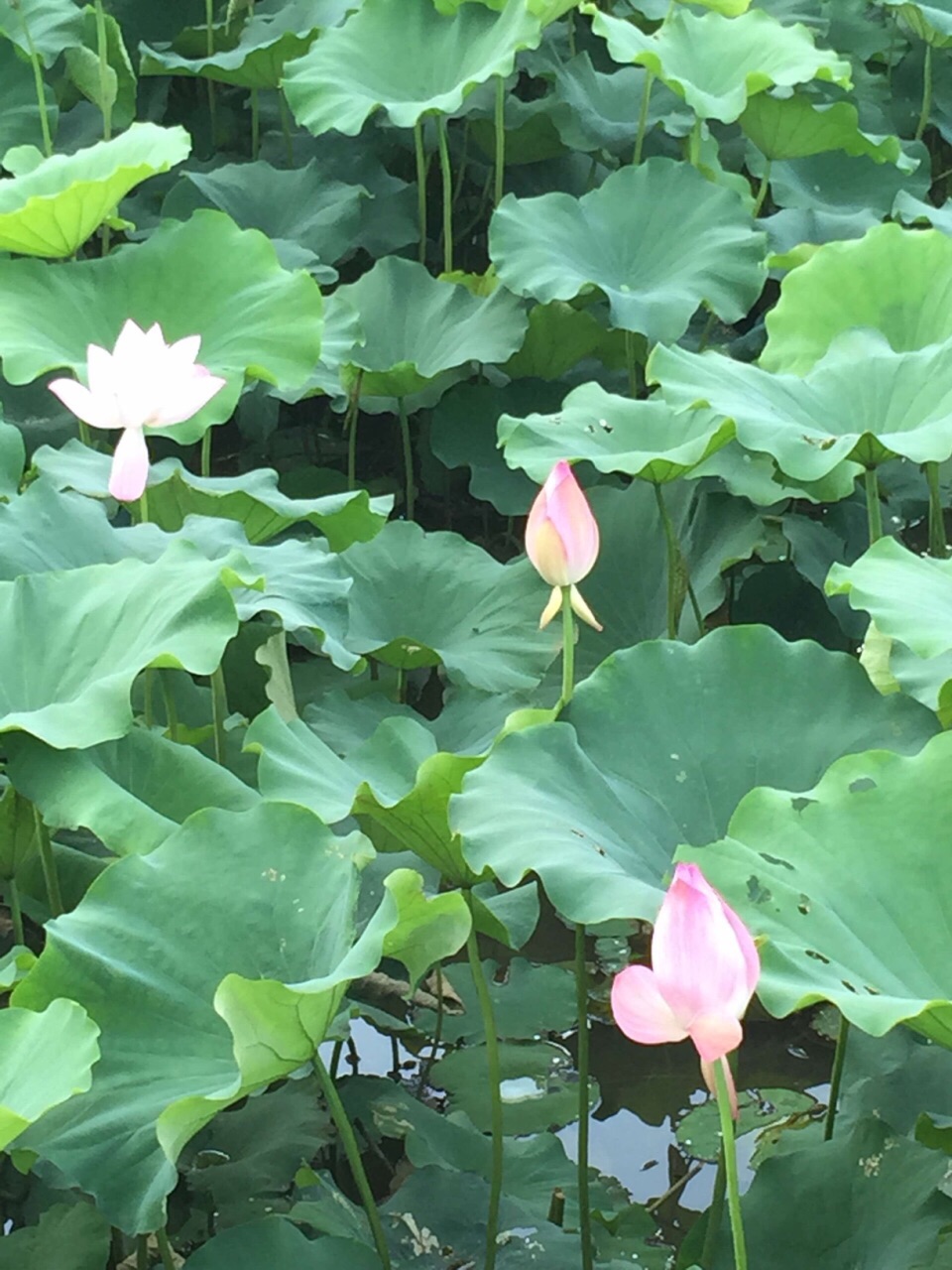 【攜程攻略】虎門鎮虎門公園景點,園區內有足球場,藍球場和跑道,有