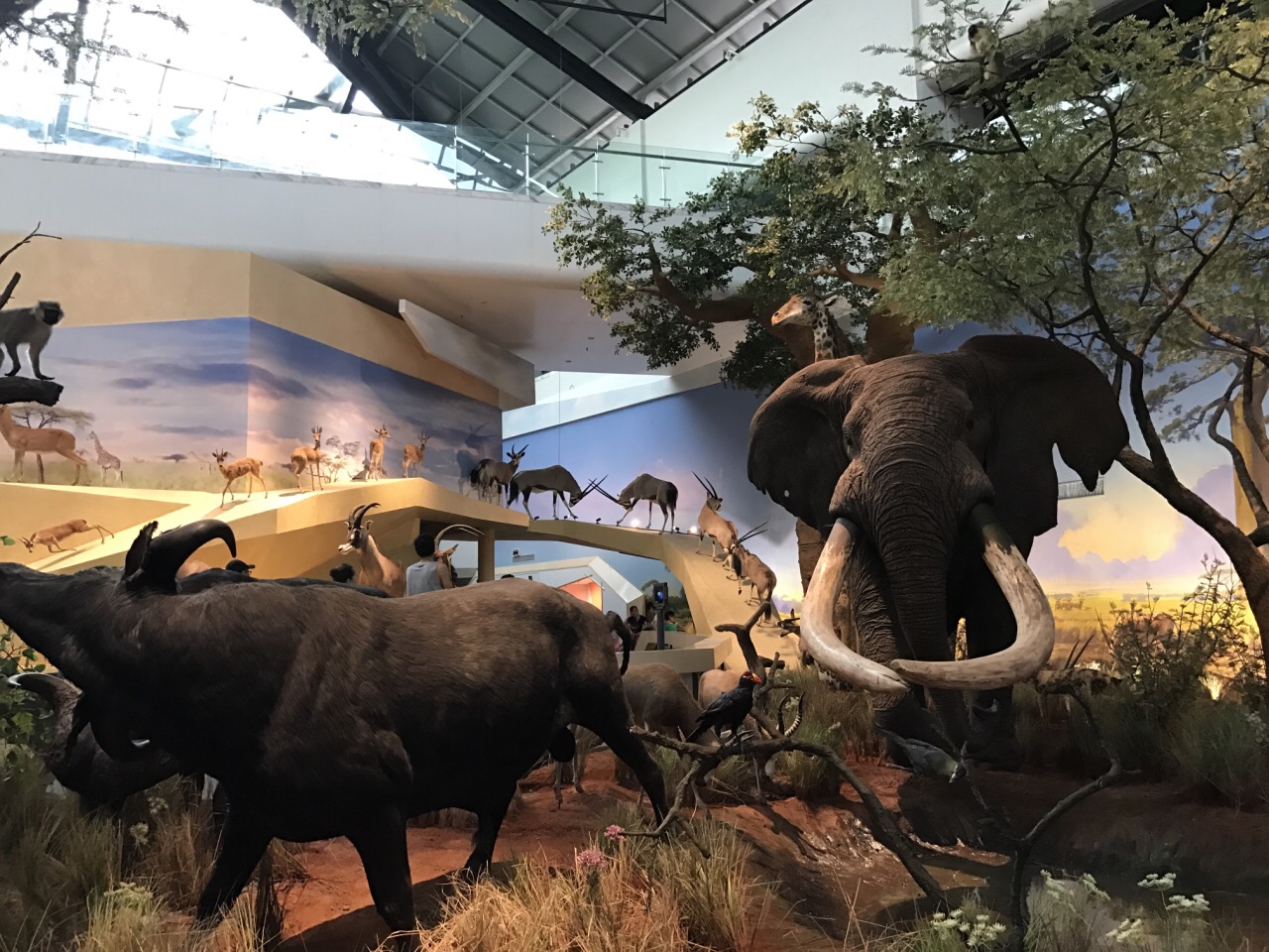 武汉自然博物馆·贝林大河生命馆