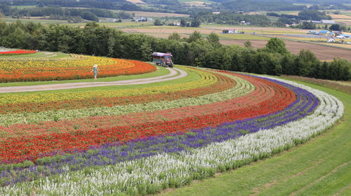 日本北海道北龙町向日葵之乡 富良野 美瑛一日游 试吃红瓤哈密瓜 线路推荐 携程玩乐