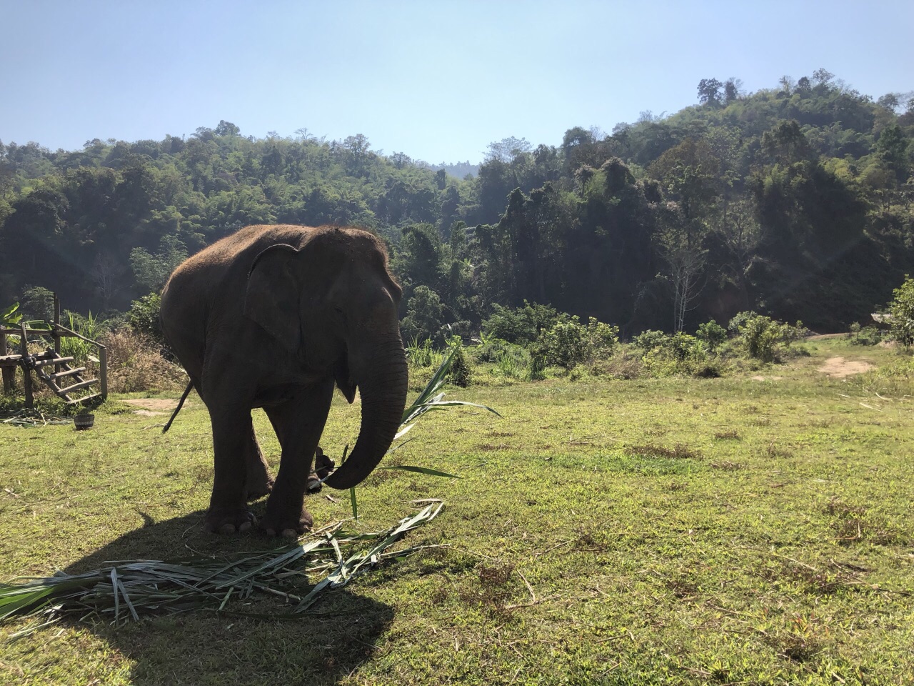 泰国大象表演|摄影|动物|陶路朋 - 原创作品 - 站酷 (ZCOOL)