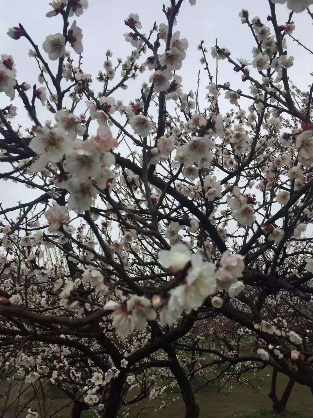 香雪海