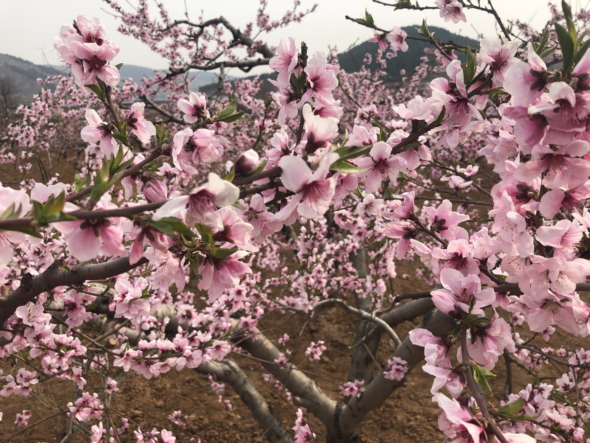 刘台桃花源风景区