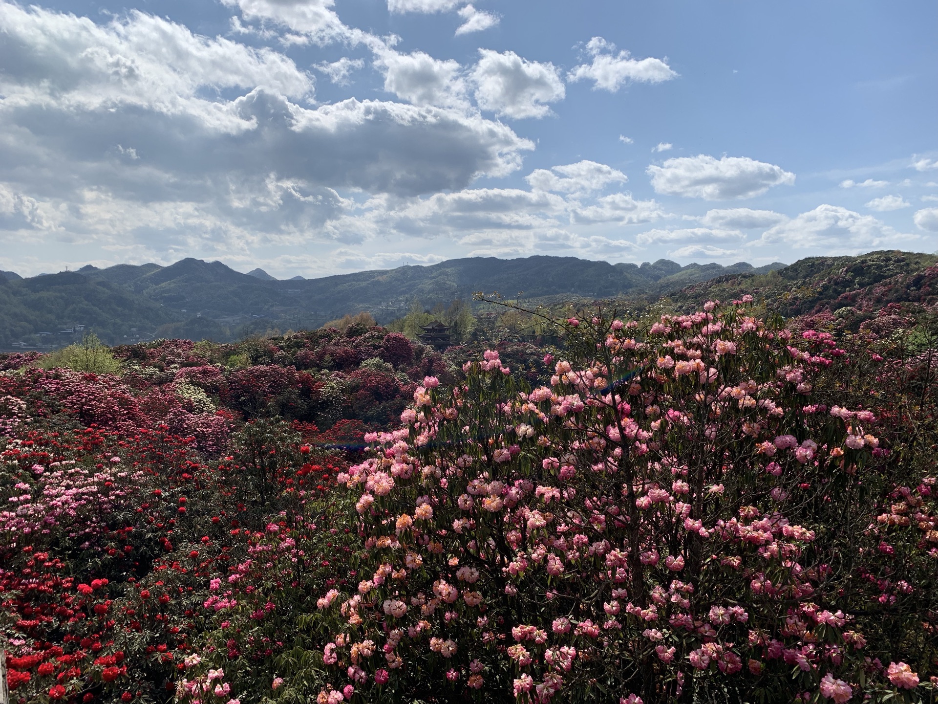 百里杜鵑風景區